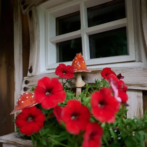 Blumenkasten Pilze Blumenkasten Pilze