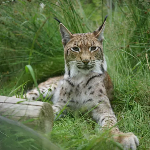 Die Rückkehr des Luchses in den Pfälzerwald Die Rückkehr des Luchses in den Pfälzerwald