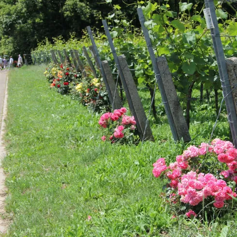 Rosenwanderweg (© Britta Dieterle)