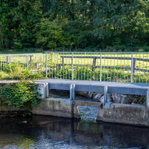 Queichwiesen Queichwiesen