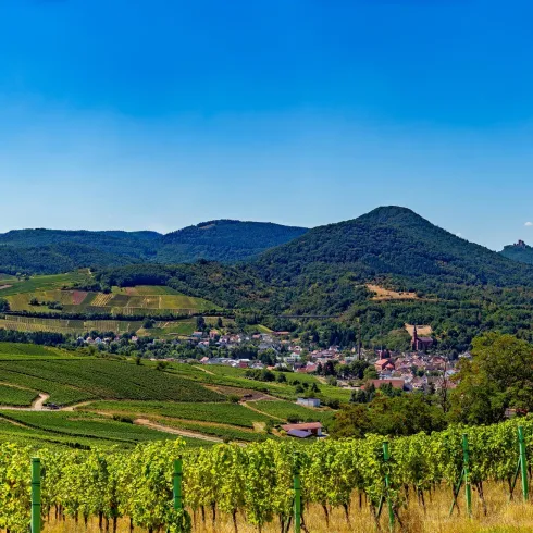 Blick oberhalb Weinberge (© Wohlrabe Quadronet, Verein SÜW Annweiler e.V.)
