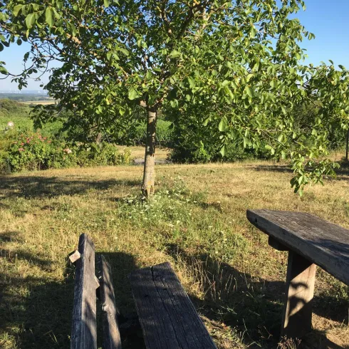 Picknickplatz Gleiszellen (© Archiv Tourismusverein SüW Bad Bergzabern) Picknickplatz Gleiszellen (© Archiv Tourismusverein SüW Bad Bergzabern)