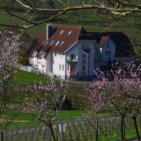 Castell zur Mandelblüte - Spring in Leinsweiler Castell zur Mandelblüte - Spring in Leinsweiler