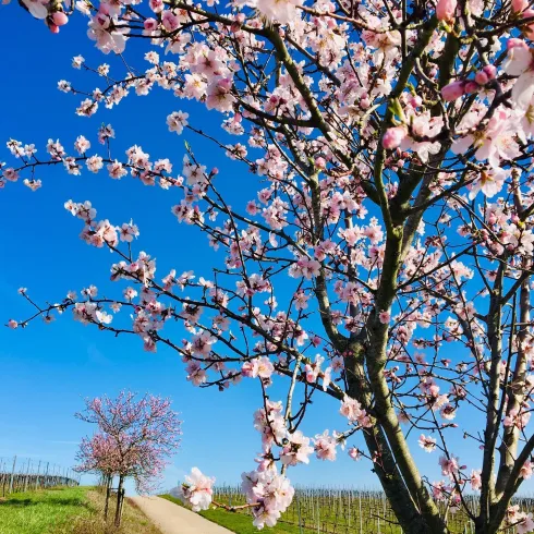 Mandelblüte Mandelblüte