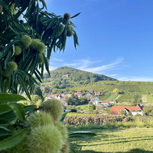 Leinsweiler zur Keschdezeit Leinsweiler zur Keschdezeit