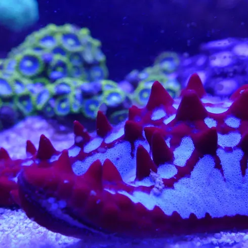 Korallen in allen Formen und Farben