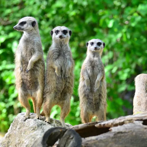 Erdmännchen (© Tiergarten)