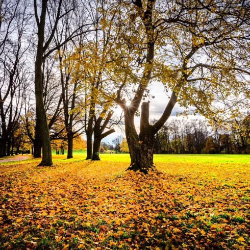 Wormser Wäldchen im Herbst (© Bernward Bertram)
