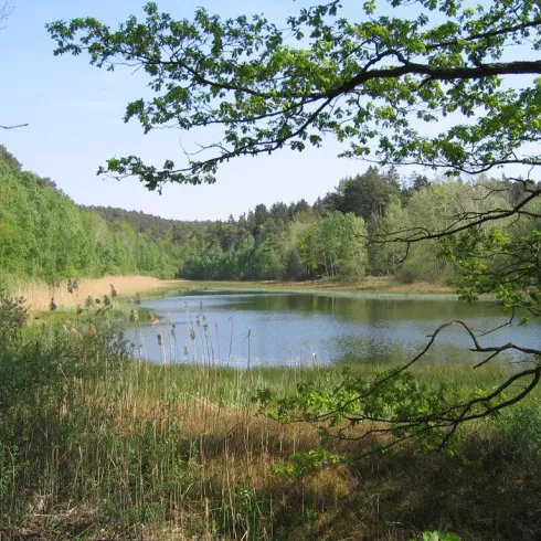 Billesweiher am Randeckerhof (© Archiv der VG Enkenbach-Alsenborn)