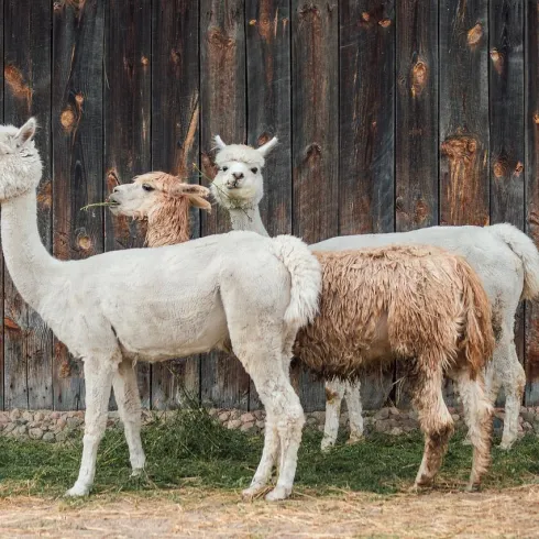 alpaca-4357188_1280
