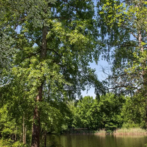 Billesweiher Enkenbach-Alsenborn