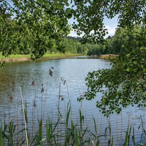 5812_Billesweiher_Enkenbach-Alsenborn_2018