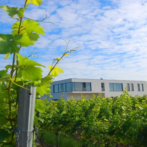 Aussenansicht mit Weinreben (© Weingut Hensel)