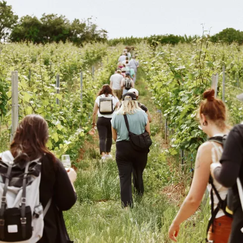 Die Weinwanderung "nachhaltig & innovativ"