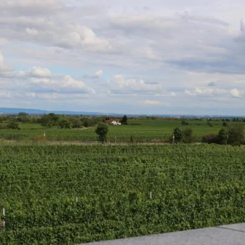 Rebenmeer