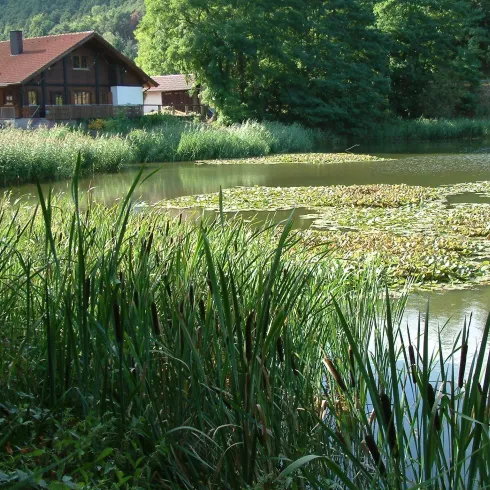 Seitenansicht Herzogweiher (© Stadt Bad Dürkheim)