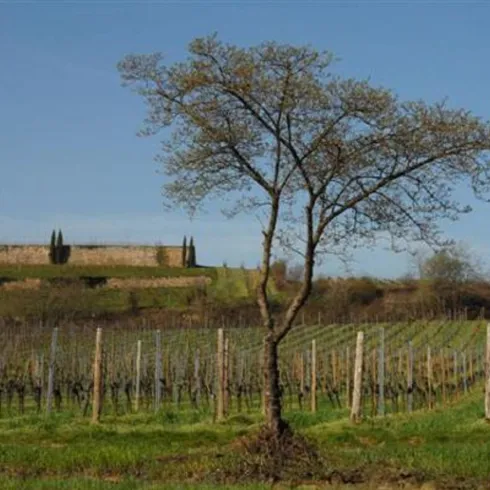 Michelsberg_1 (© Stadt Bad Dürkheim)