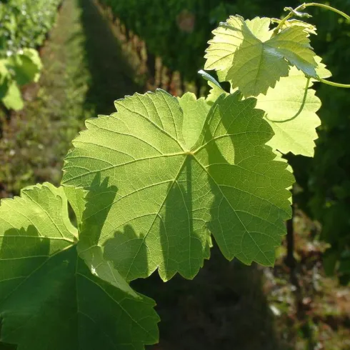 Weinreben (© Stadt Bad Dürkheim) Weinreben (© Stadt Bad Dürkheim)