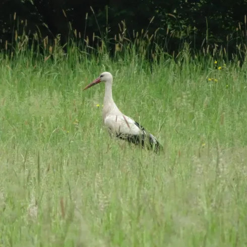 Wiese mit Storch Wiese mit Storch