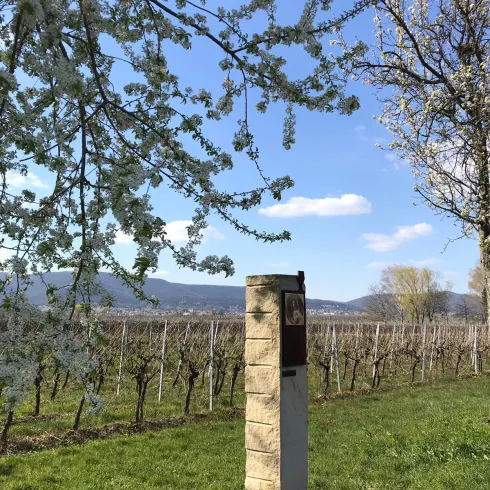 Biblische Weinpfad zu Kirrweiler
