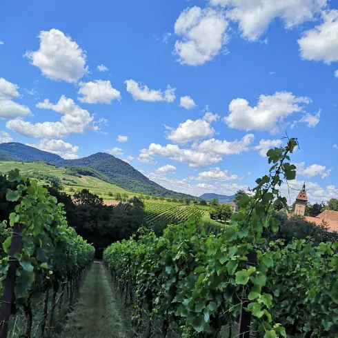 Weinbergwanderung-1-Wilhelmshof-Bio-Weingut-Sektgu Weinbergwanderung-1-Wilhelmshof-Bio-Weingut-Sektgu