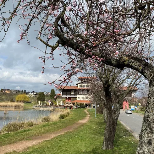 Mandelblüte Haus der Deutschen Weinstraße