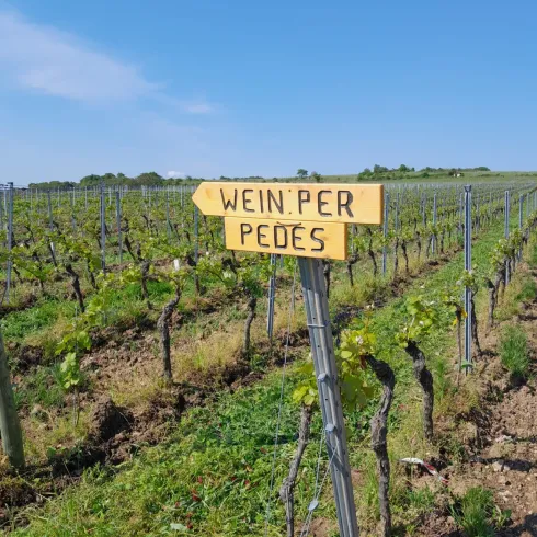 Wegweiser WeinperPedes Wegweiser WeinperPedes
