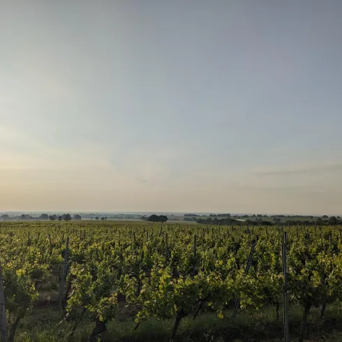 Weinbergslage Zinkelerde