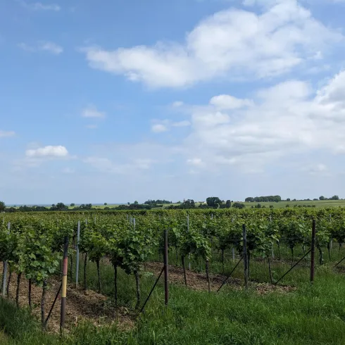 Weinlage Böchinger Rosenkranz - Im untern Kreuz