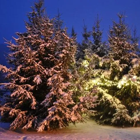 Spirkelbacher-Weihnachtswald (© OG Spirkelbach)