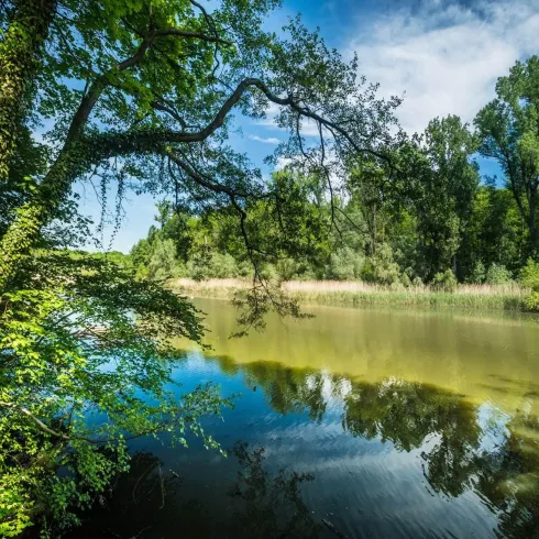 Hördter Rheinaue (1) (© Südpfalz-Tourismus Verbandsgemeinde Rülzheim e.V.)