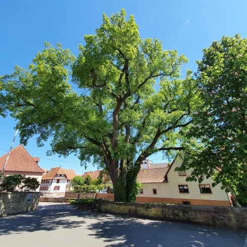 Ortsansicht Minfeld Ortsansicht Minfeld