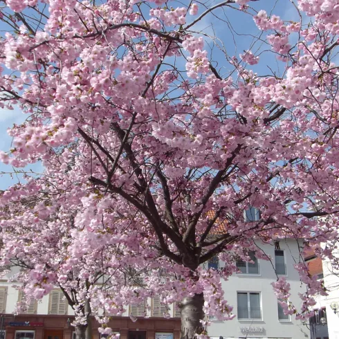 Frühling