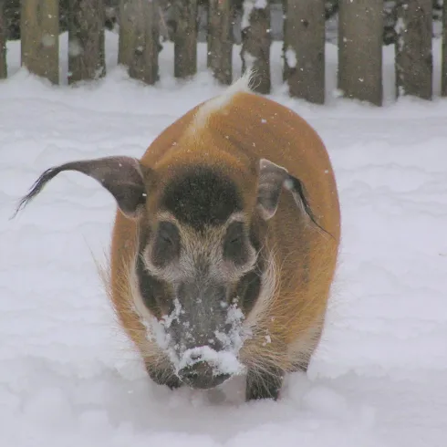 Auch den Pinselohrschweinen macht dicker Schneefal