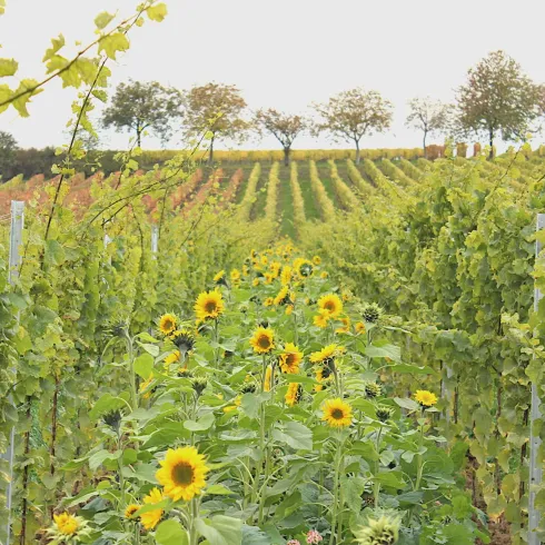 Weinberg mit Sonnenblumen