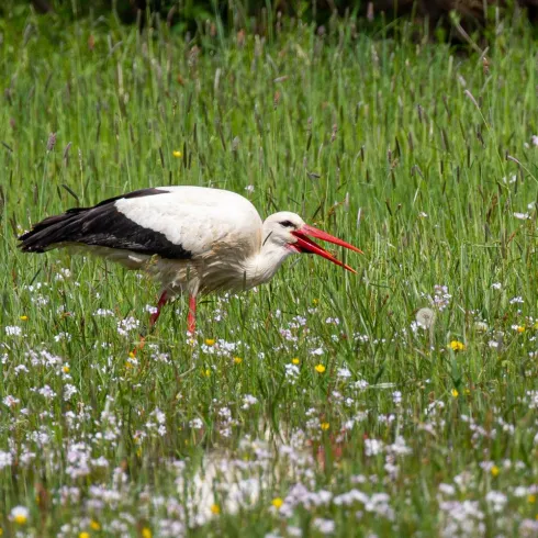 Storch einzeln Storch einzeln