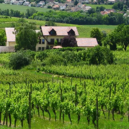 Weingut Rebenhof (© Weingut Rebenhof)