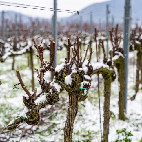 Weinberge im Schnee