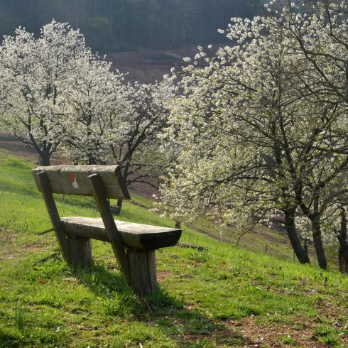 Dernbach Streuobstwiesen (© Verein SÜW Annweiler, Axel Brachat) Dernbach Streuobstwiesen (© Verein SÜW Annweiler, Axel Brachat)