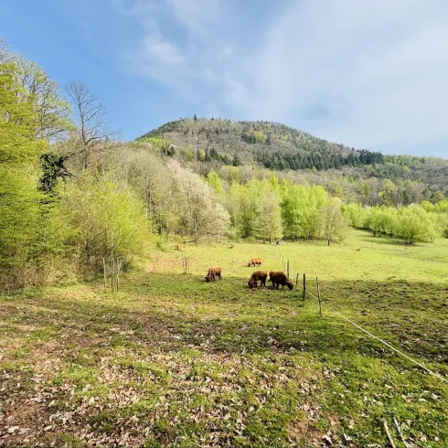 Rinderbeweidung Ranschbach (© KKuetenbrink, landauland) Rinderbeweidung Ranschbach (© KKuetenbrink, landauland)