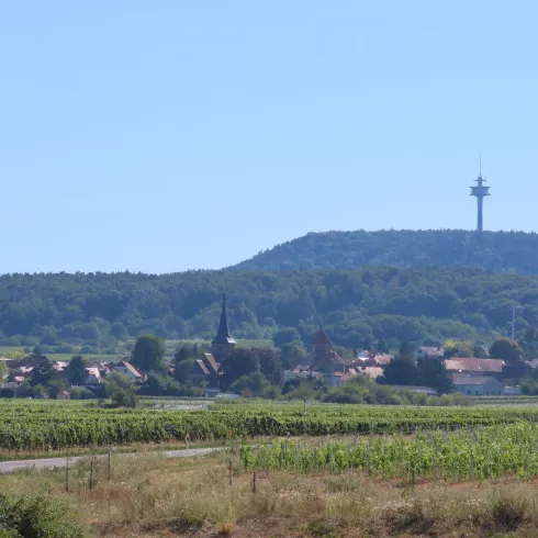 Ansicht auf Weisenheim am Berg (© Urlaubsregion Freinsheim - E. Metzger)