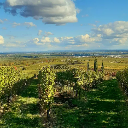Wandern, Wein und mehr ... (© Elke Dotzler)