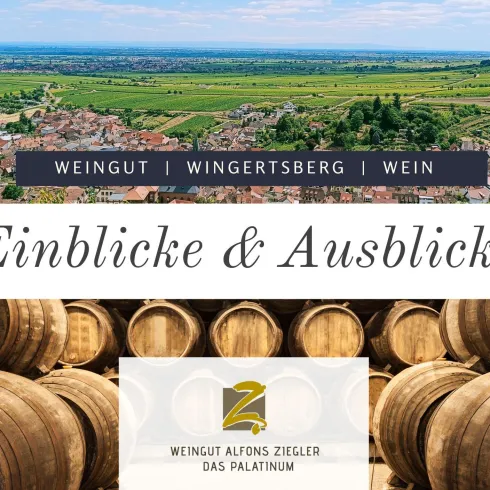 Weinberg (© Weingut Ziegler) Weinberg (© Weingut Ziegler)