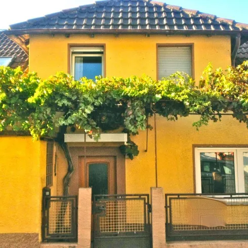 REBENHAUS Eingang mit 120 jähriger Rebe REBENHAUS Eingang mit 120 jähriger Rebe