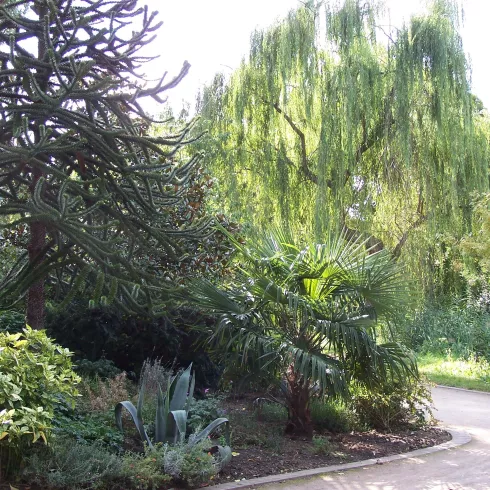 Baumspaziergang 1