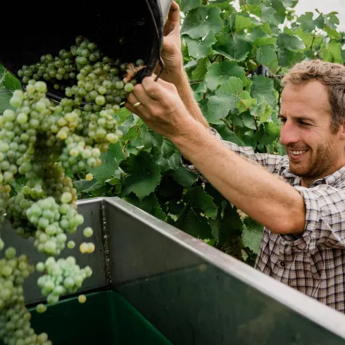 KORE-Wein 1 KORE-Wein 1