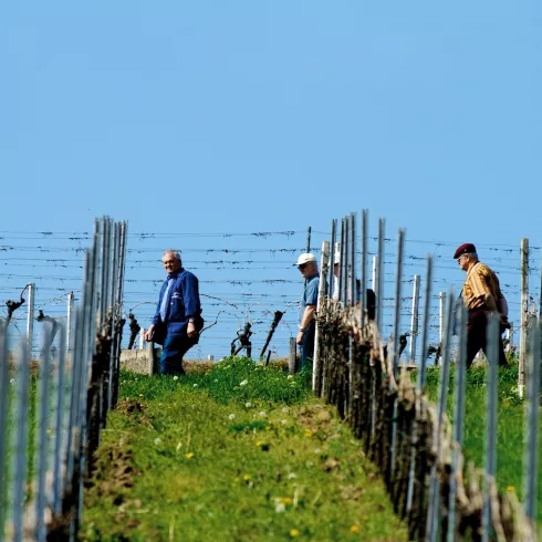 Terroirwanderung 1