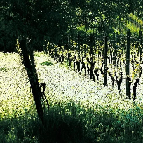 Weingut Mathias Hery 1