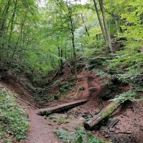 Elendsklamm Sagenhafter Waldpfad.