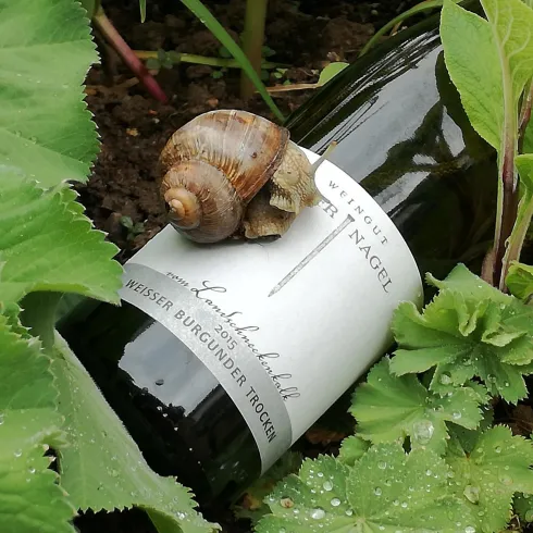 Weingut Silbernagel